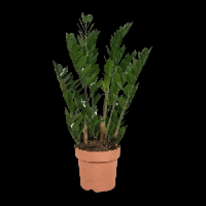 GARDENLINE Zamioculcas 5.99 €