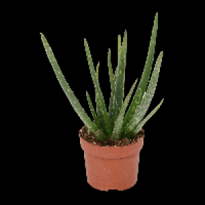 GARDENLINE Aloe vera 2.99 €