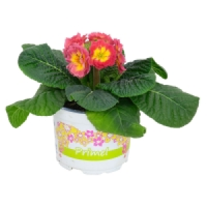 GARDENLINE Stengelprimel 1.29 €