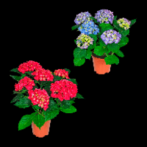 GARDENLINE Hortensie 5.99 €