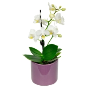 GARDENLINE® Mini-Orchidee 3.99 €