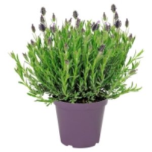 GARDENLINE Lavendel 1.99 €