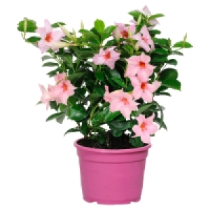 GARDENLINE Dipladenia Busch 3.99 €