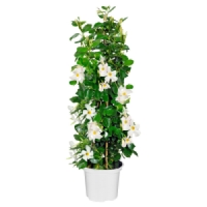 GARDENLINE Dipladenia Pyramide  9.99 €