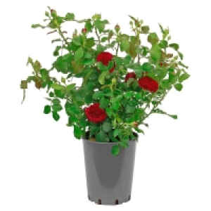 GARDENLINE Rosenbusch 9.99 €