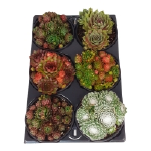 GARDENLINE Sommer-Arrangement, 6er-Tray