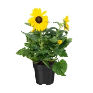 GARDENLINE Helianthus Sunfinity