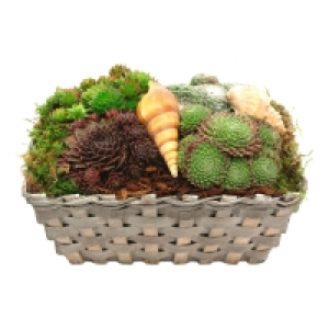 GARDENLINE Sommer-Arrangement 6.49 €