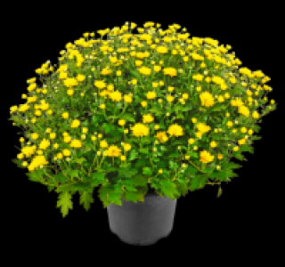 Chrysanthemenbusch 3.33 €