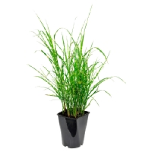 GARDENLINE Ziergras 3.99 €