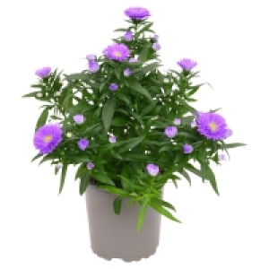 GARDENLINE Blühpflanzen 1.29 €