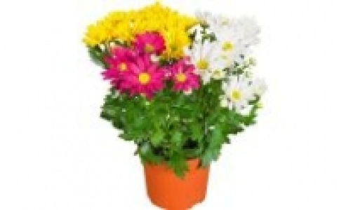 Chrysanthemen 1.49 €