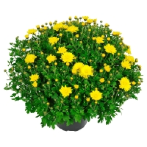 GARDENLINE Bauernchrysantheme 3.99 €