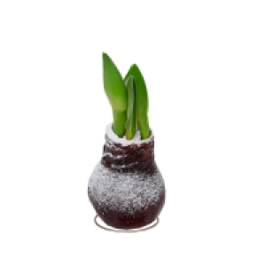 GARDENLINE Amaryllis in Wachs 4.99 €