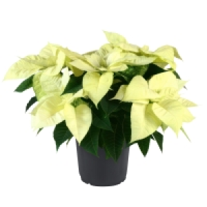 Poinsettia/Weihnachtsstern