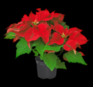 Roter Weihnachtsstern 2.49 €