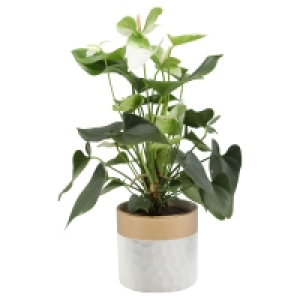 Anthurium im Trendkeramiktopf