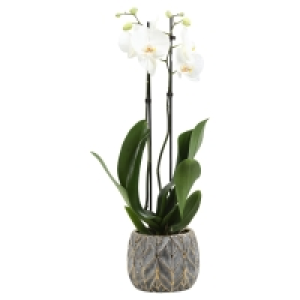 Phalaenopsis / Orchidee im Trendkeramiktopf