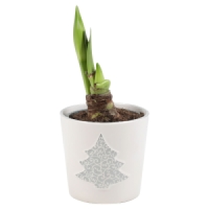 Amaryllis im Trendkeramiktopf