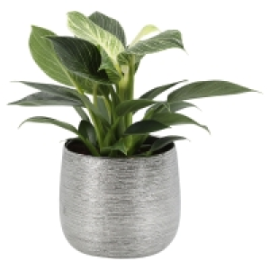 Calathea im Trendkeramiktopf