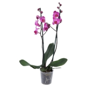 GARDENLINE Orchidee 5.49 €