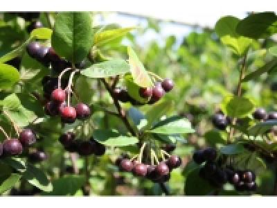 Apfelbeere Aronia Nero 11.99 €