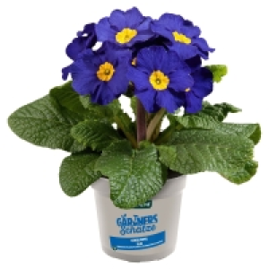 GARDENLINE Stengelprimel 1.49 €