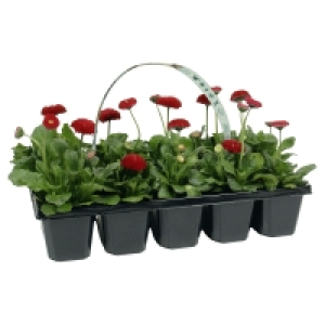 Aldi Süd  GARDENLINE Beetpflanzen Frühlingsmix, 10er-Tray