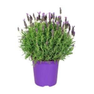 GARDENLINE Schopflavendel 2.79 €