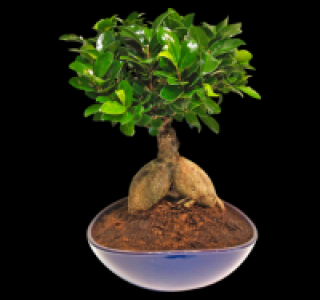 Ginseng Bonsai