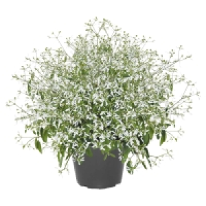 GARDENLINE Zauberschnee 1.89 €