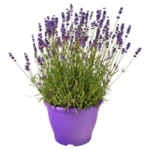 Aldi Süd  GARDENLINE Lavendel