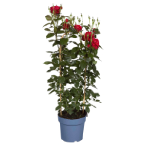 Aldi Süd  GARDENLINE Duftrose „Renaissance Poulsen