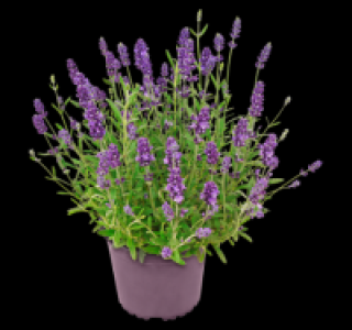 Lavendel