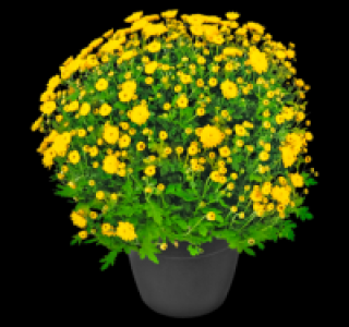 Chrysanthemenbusch