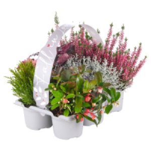 Aldi Süd  GARDENLINE Herbstpflanzen „Fall in Love, 6er-Tray