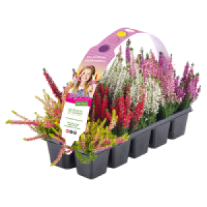 GARDENLINE Calluna Beauty Seasons® „High Five®, 10er-Tray