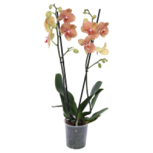 Aldi Süd  GARDENLINE Orchidee