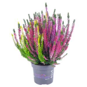 GARDENLINE Calluna „Colour Crown