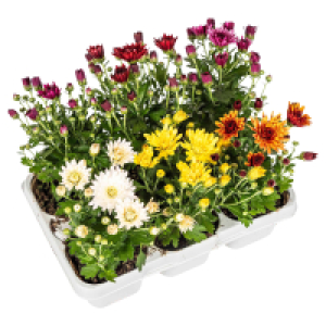 GARDENLINE Chrysanthemen, 6er-Tray