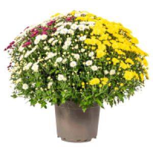 GARDENLINE Chrysanthemen-Trio