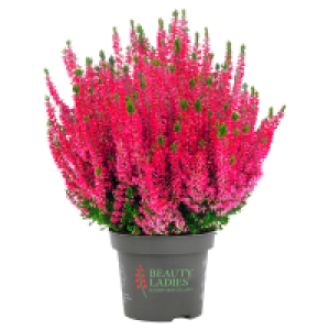 GARDENLINE Calluna