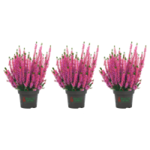 GARDENLINE Calluna-Trio