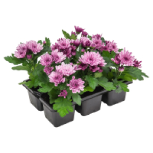 GARDENLINE Viola & Chrys. 6er-Tray