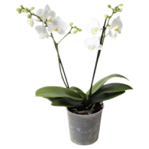 Aldi Süd  GARDENLINE, Orchideen