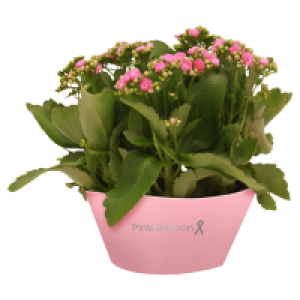 Aldi Süd  GARDENLINE Kalanchoe & Rosen