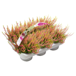 Aldi Süd  GARDENLINE Callune Garden Girls, 6er-Schale