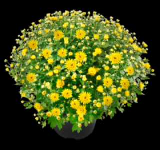 Chrysanthemenbusch