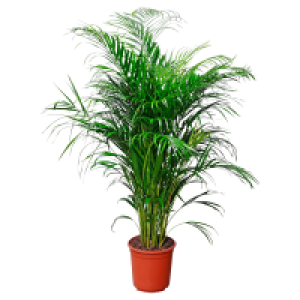 GARDENLINE Areca Palme