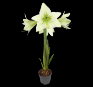 Amaryllis